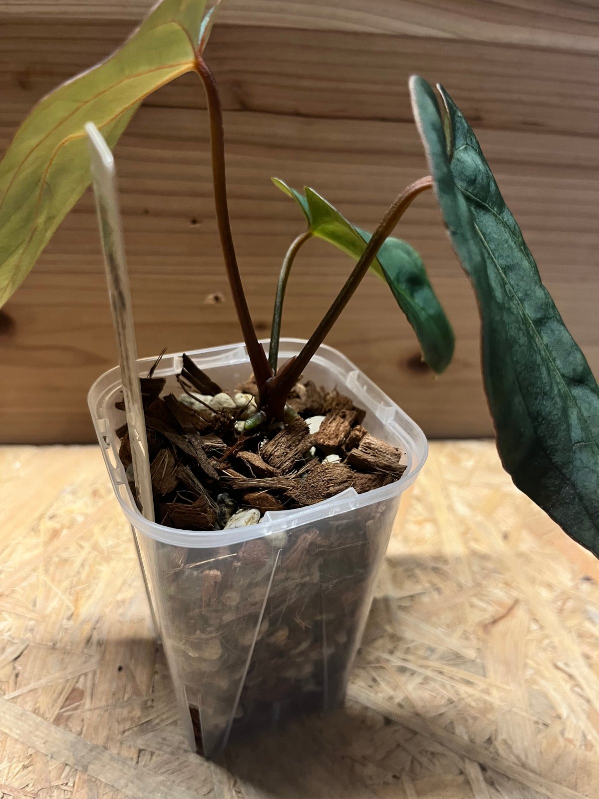 アンスリウム カーラブラッキー×アントラキー'ヤード' | GREEN LUCK