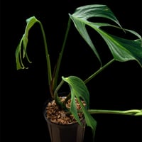 アンスリウム ペルティゲラム | GREEN LUCK