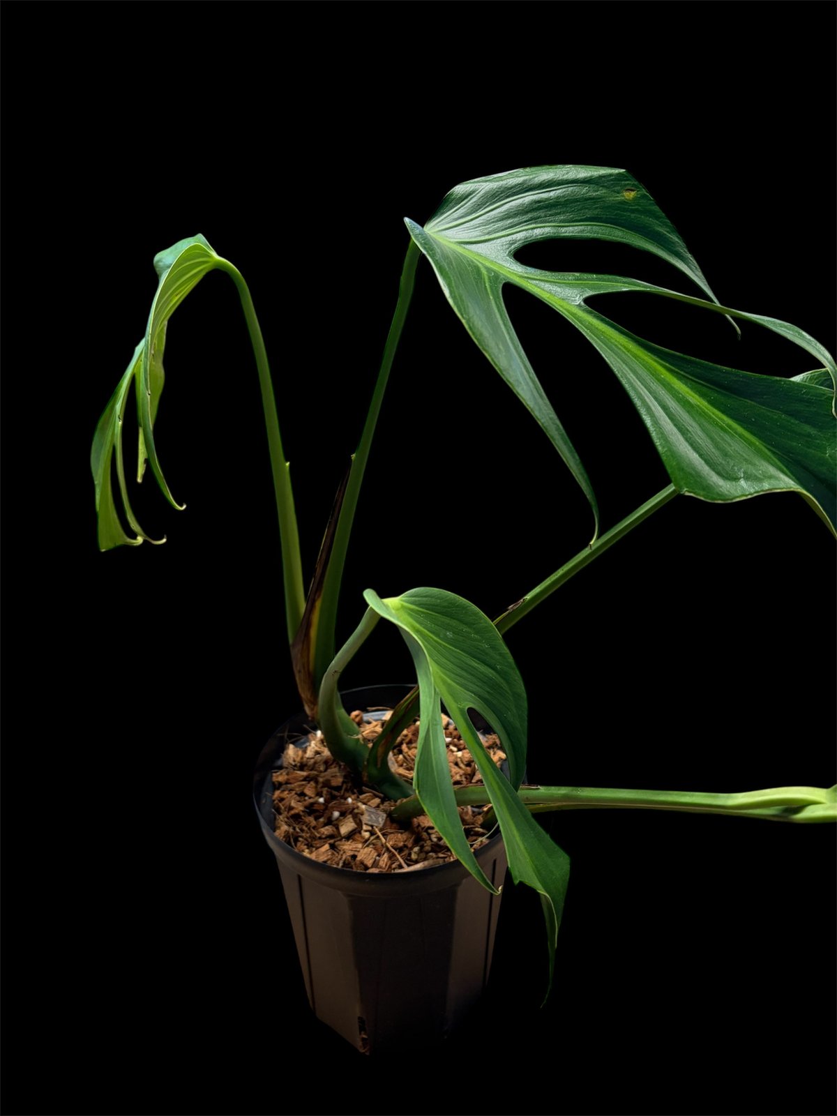 モンステラ 'バールマルクスフレーム' | GREEN LUCK