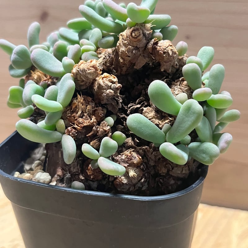 ケラリア ピグマエア | GREEN LUCK