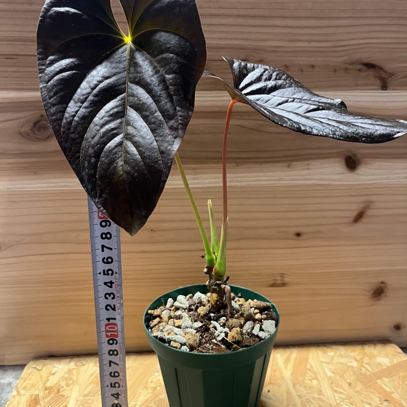 アンスリウム トムズレッド A tropical plant that is beautiful even when it withers