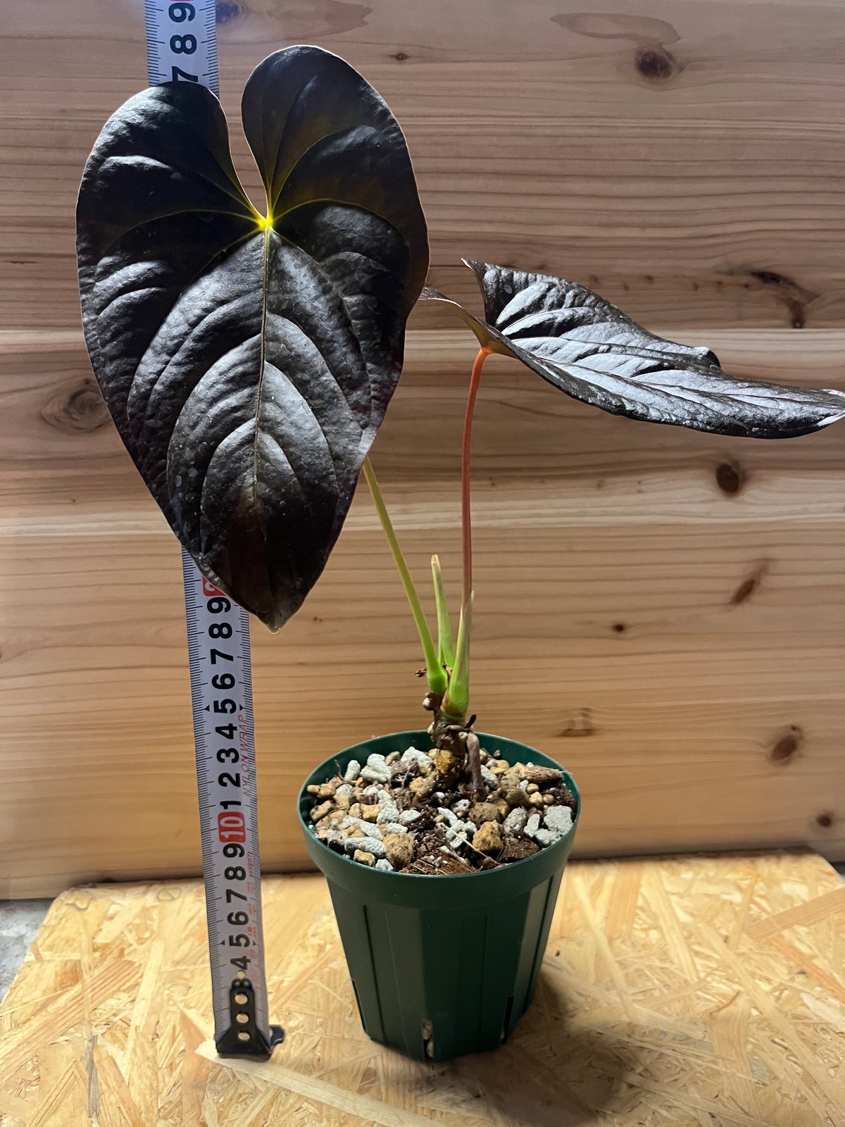 【超希少】アンスリウムロムズブラック①ミドルカット根っ子◎チヤンベルアニナム 超希少】アンスリウムロムズブラック①ミドルカット根っ子