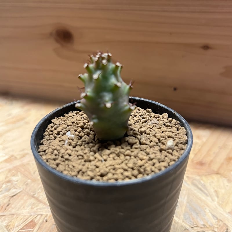 ユーフォルビア パキポディオイデス | GREEN LUCK