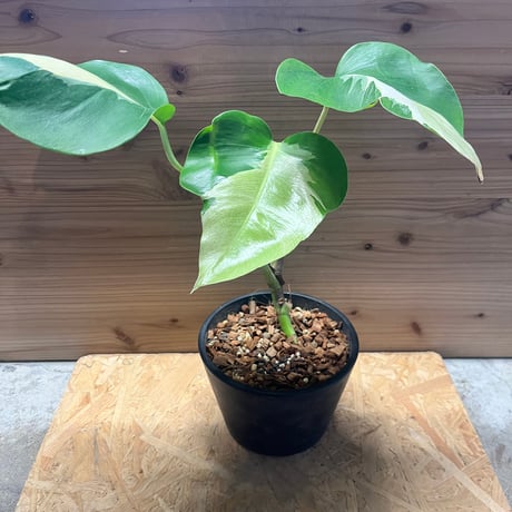 トシ モンステラ GOG抹茶斑入り トシ様専用 モンステラ GOG抹茶斑入り