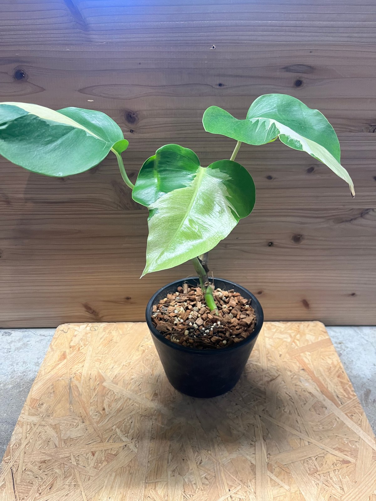 モンステラ デリシオーサ 'ホワイトラヴァ' | GREEN LUCK