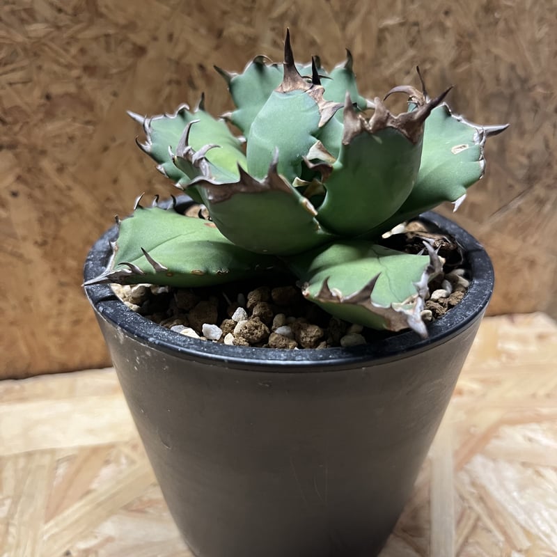 アガベ チタノタ ナンバー1 | GREEN LUCK