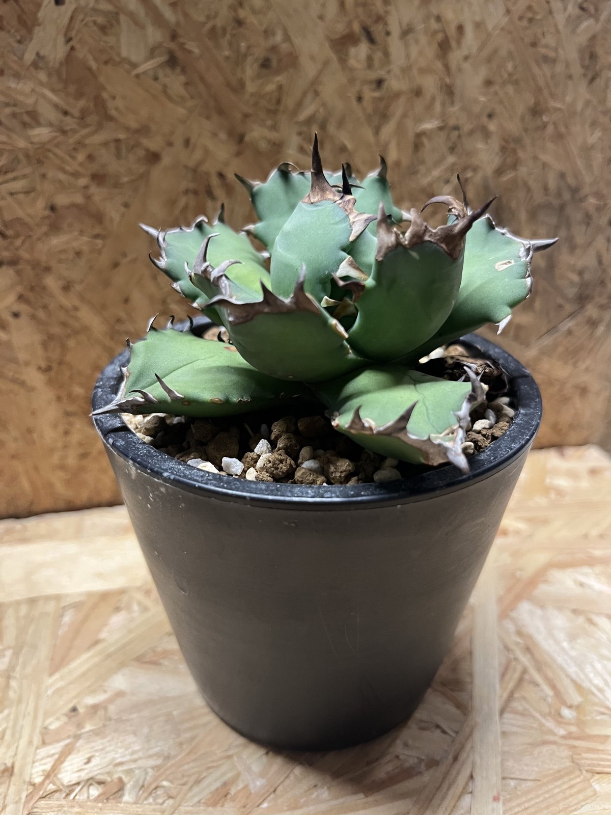 アガベ チタノタ ナンバー1 | GREEN LUCK