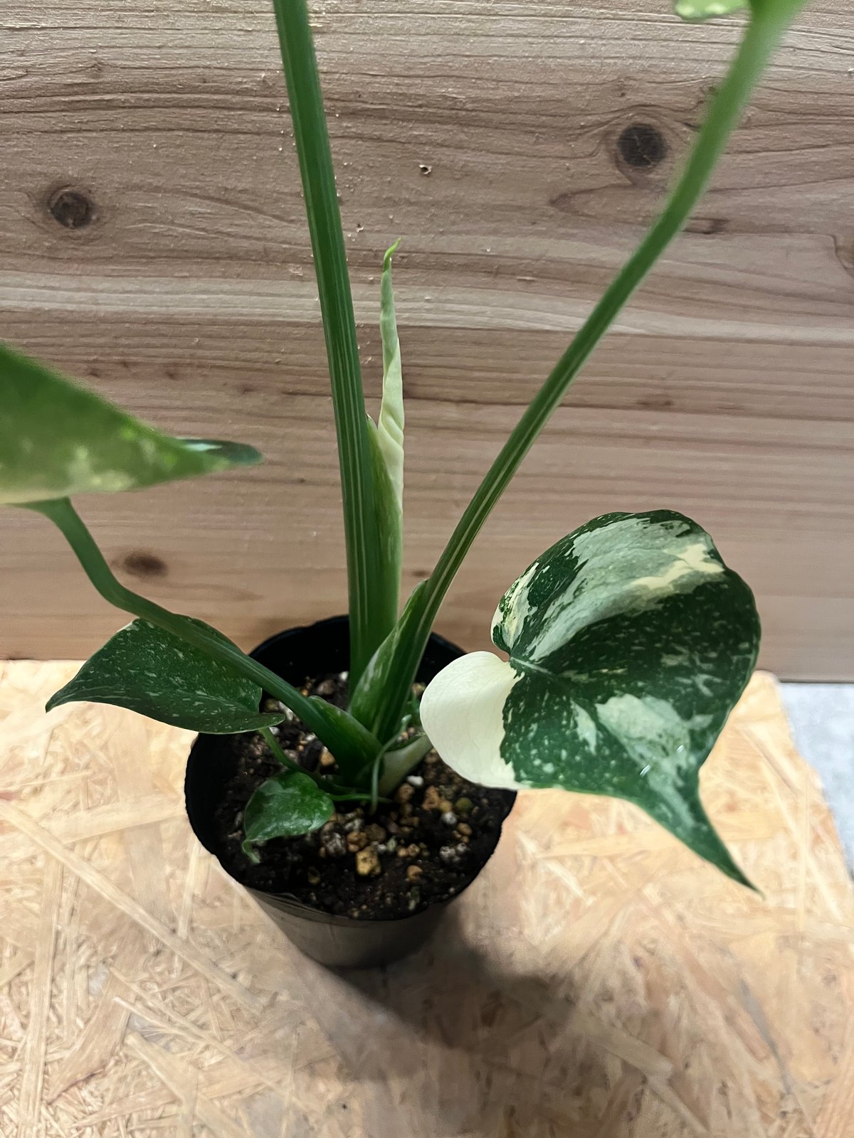 モンステラ デリシオーサ タイコンステレーション | GREEN LUCK