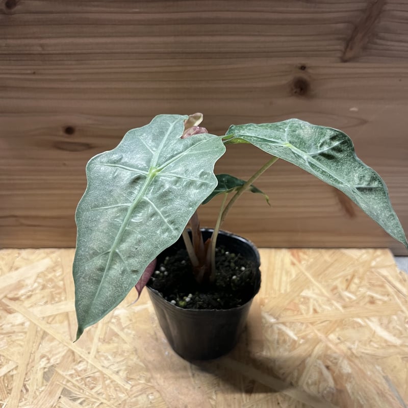アロカシア アマゾニカ バリエガータ | GREEN LUCK