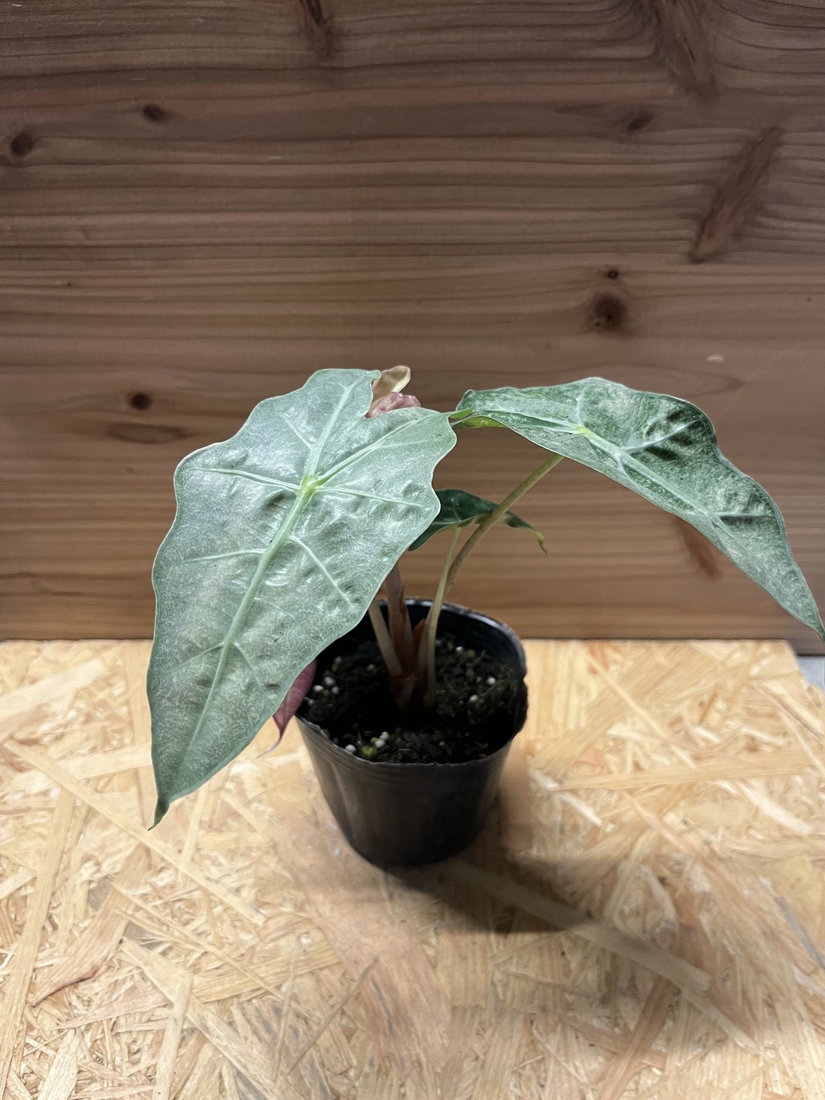 アロカシア アマゾニカ バリエガータ | GREEN LUCK