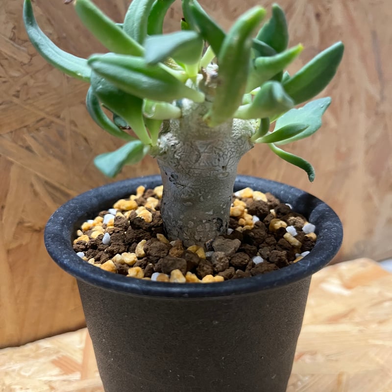 チレコドン レティキュラーツス 万物想 実生 | GREEN LUCK