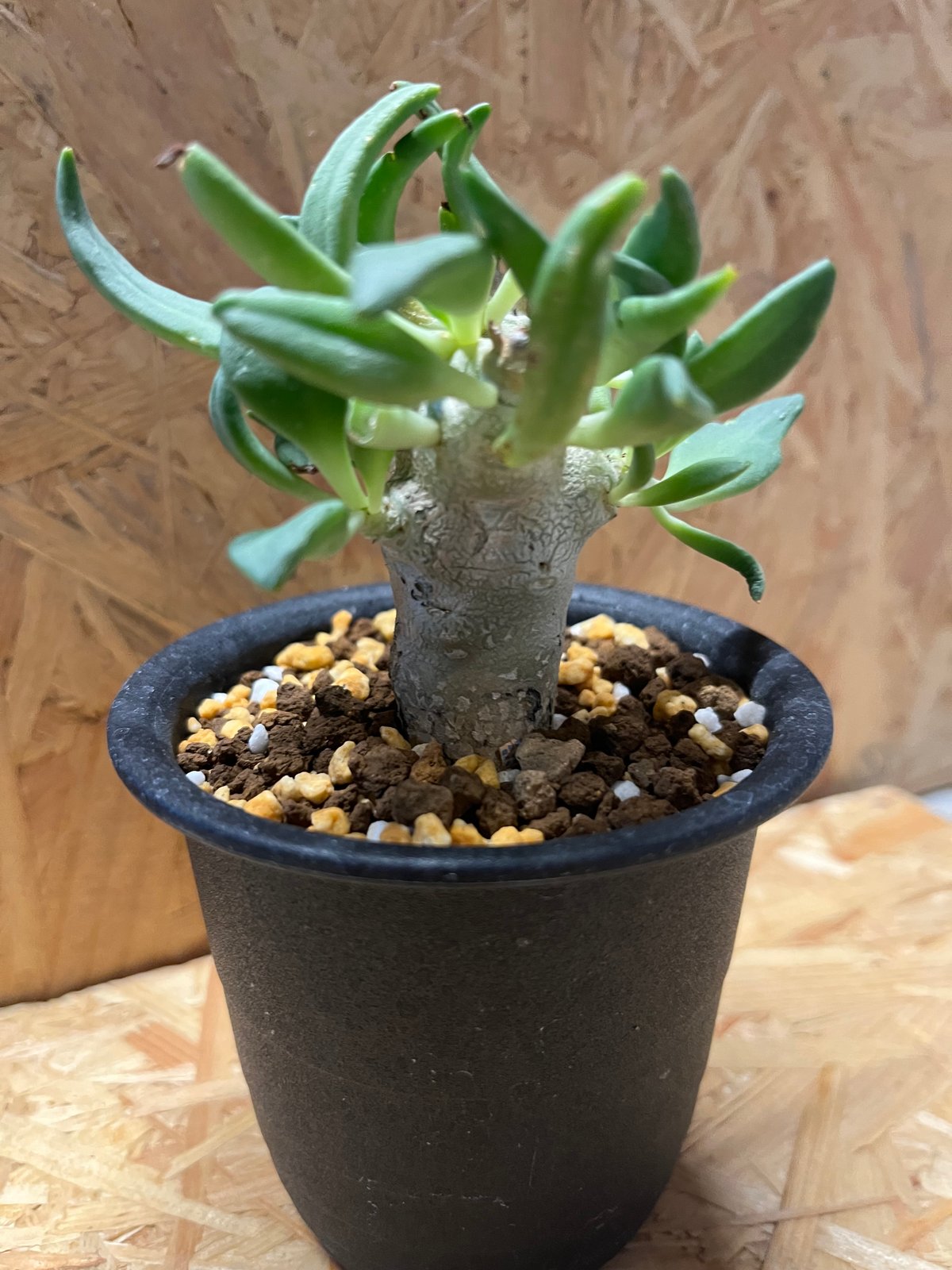 万物想②　実生　チレコドン　レティキュラーツス チレコドン レティキュラーツス 万物想 実生 | GREEN LUCK