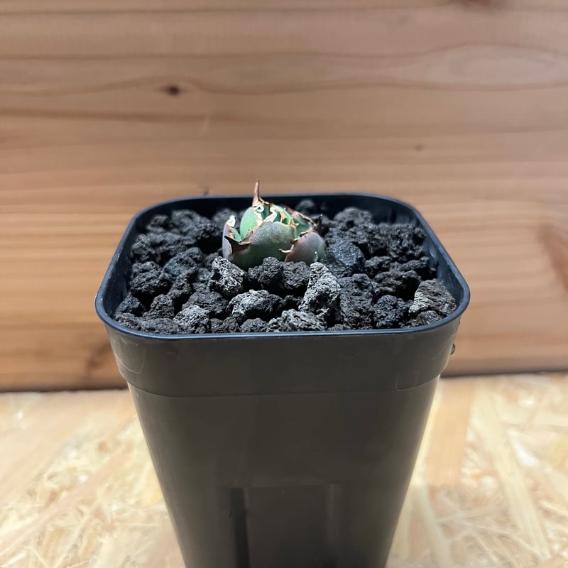 アガベ バトルアクス 天芽　子株 アガベ チタノタ バトルアックス | GREEN LUCK