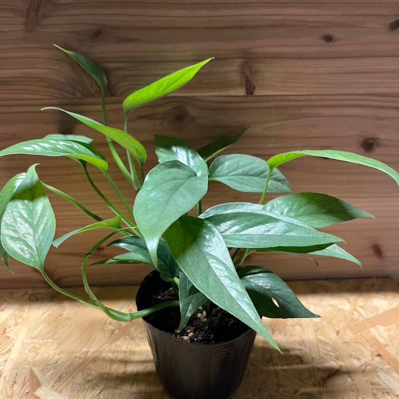 エピプレナム ピナツム セブブルー | GREEN LUCK