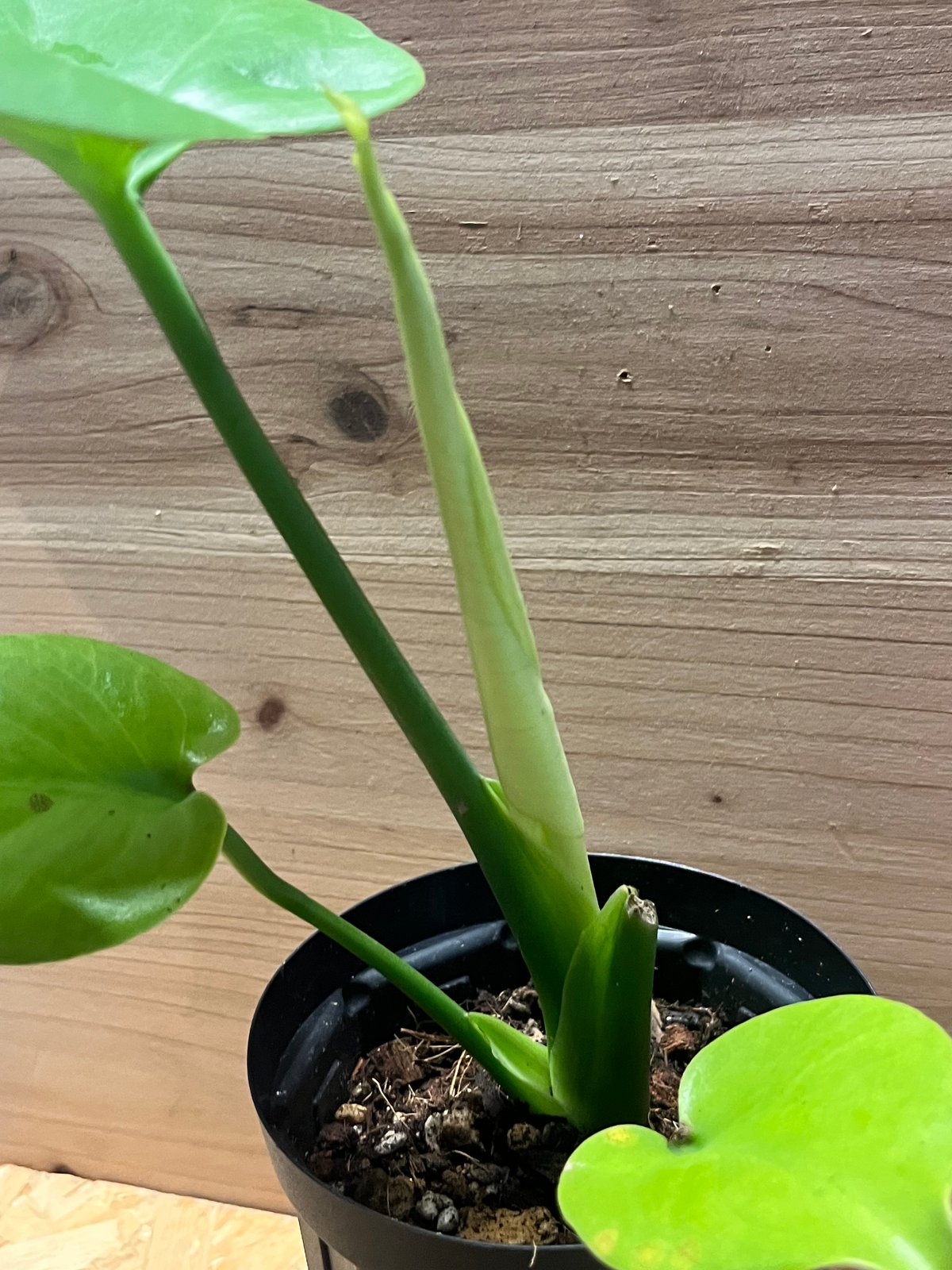 モンステラ　デリシオーサ　20本 モンステラ デリシオーサ 20本