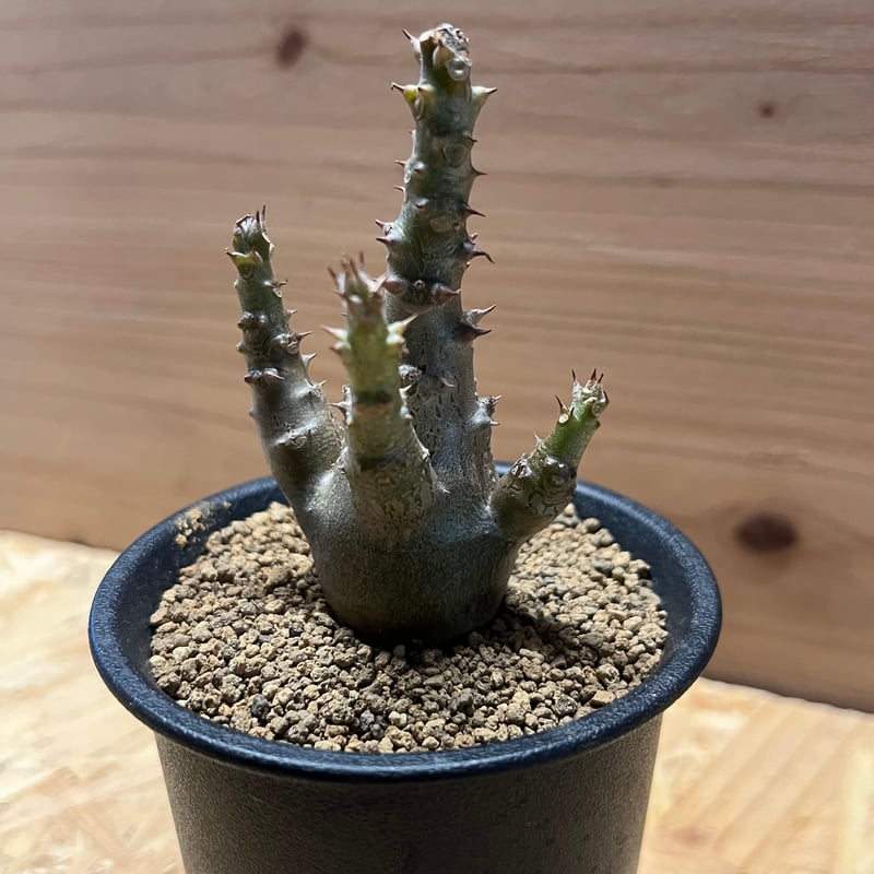 パキポディウム ウィンゾリー | GREEN LUCK