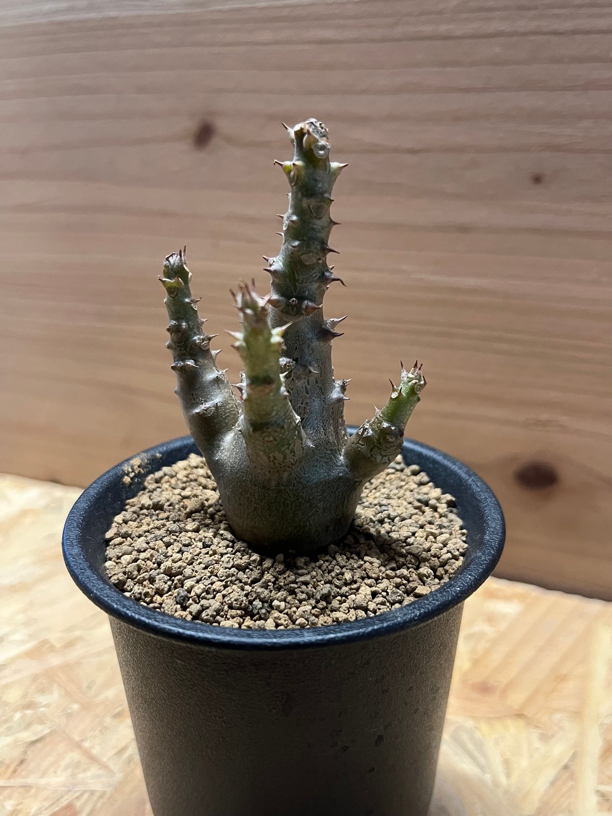 パキポディウム ウィンゾリー | GREEN LUCK