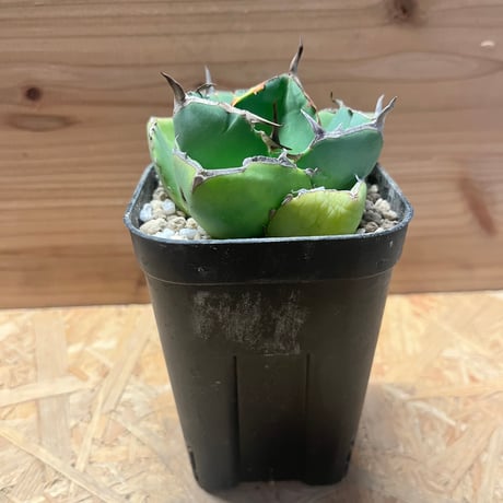 ジャガーノート | STORES