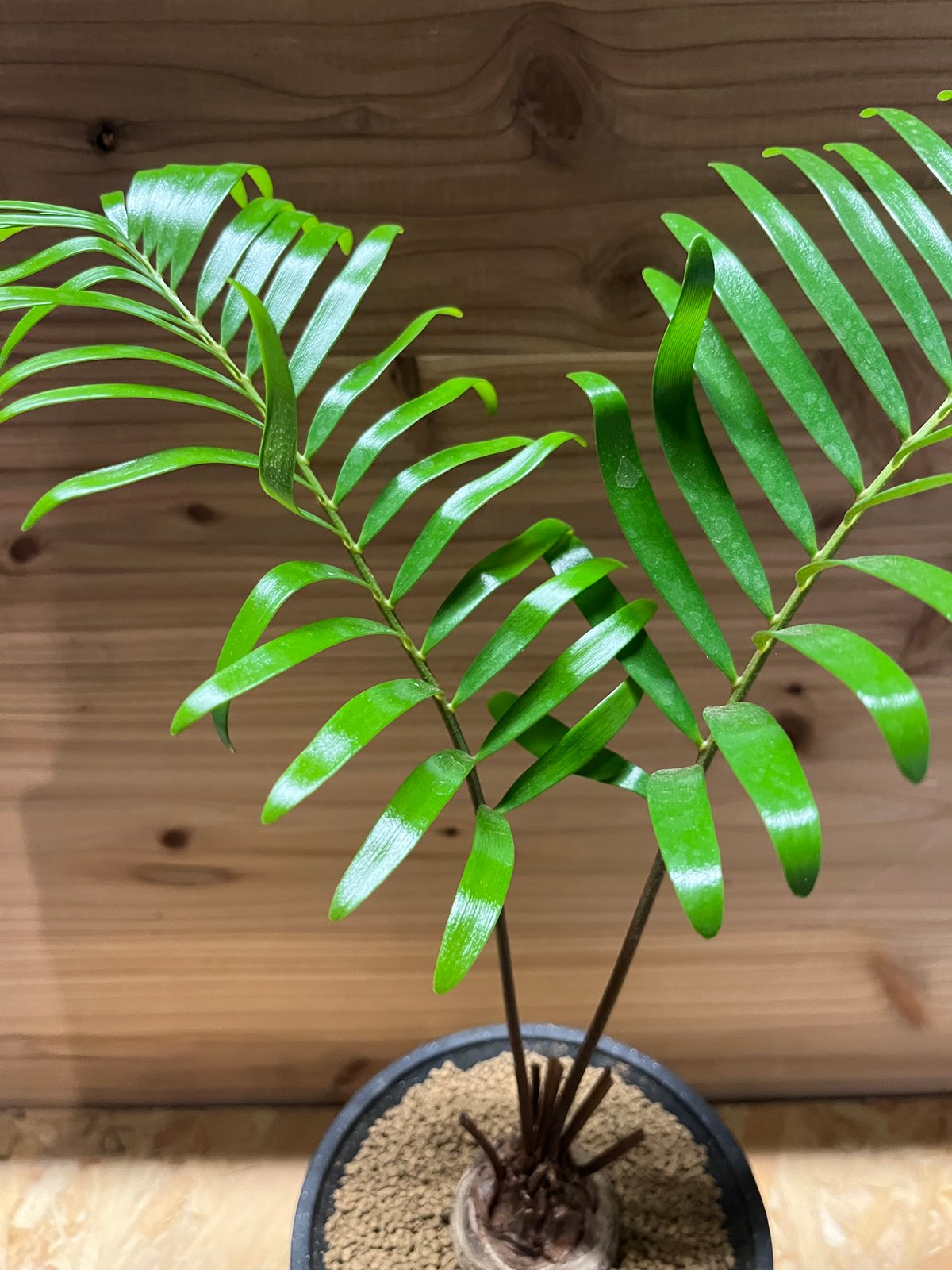 ザミア　フロリダーナ ザミア：フロリダーナ 4号鉢植え の通販 | 園芸ネット