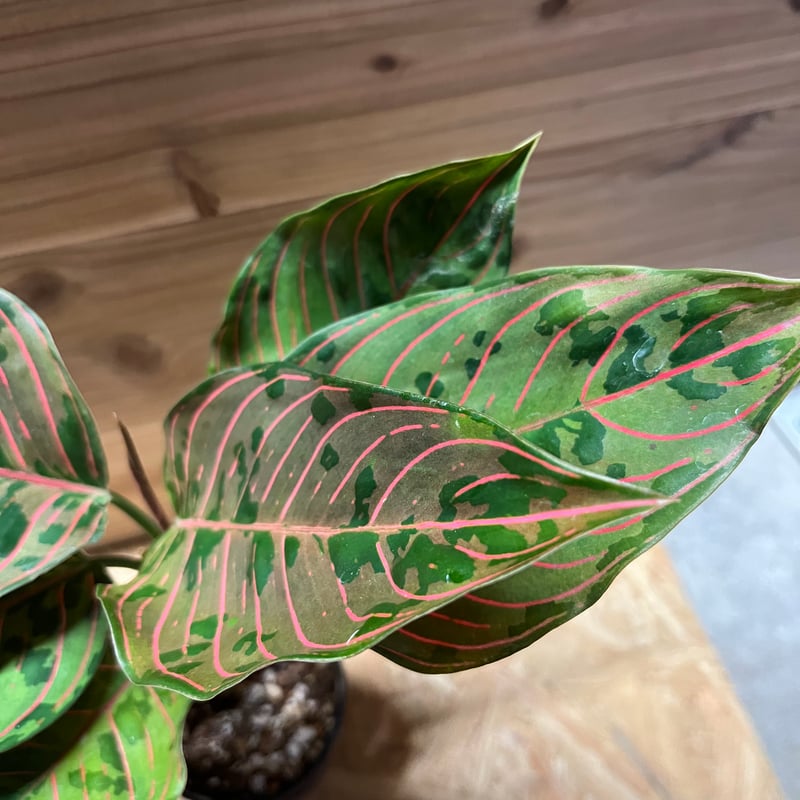 アグラオネマ レッドアーミー 1 陶器鉢 お皿付き アグラオネマ レッドアーミー 1 陶器鉢 お皿付き 楽天市場