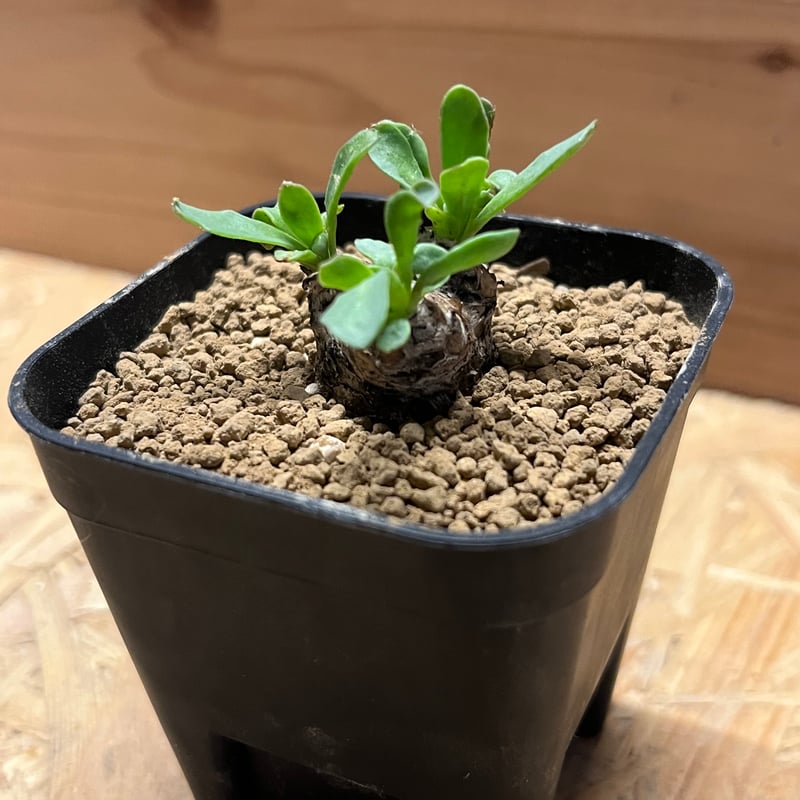 オトンナ レピドカウリス 発根済 オトンナ レピドカウリス | GREEN LUCK