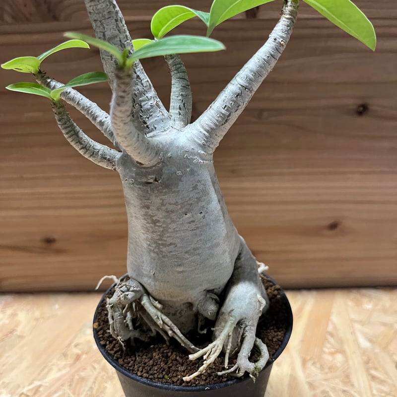 アデニウム アラビカム Adenium Adenium arabicum super dwarf / アデニウム アラビカム スーパー