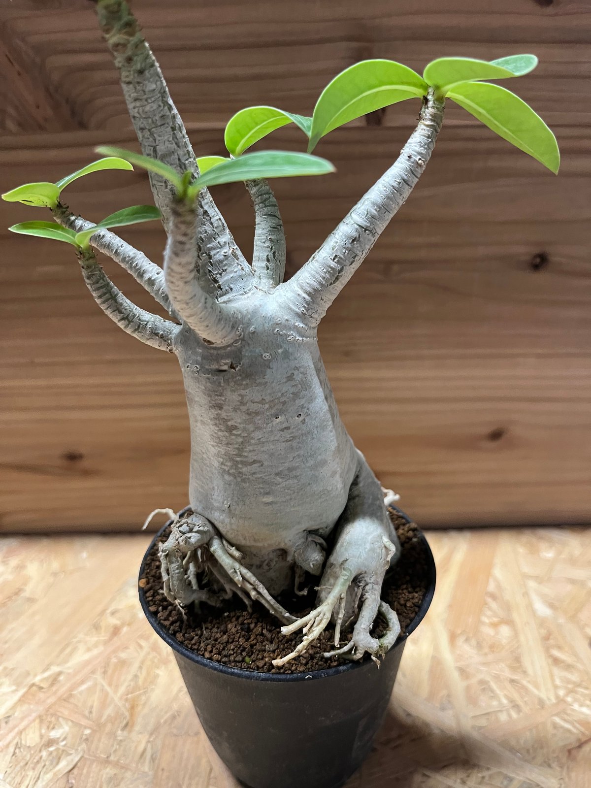 アデニウム アラビカム | GREEN LUCK