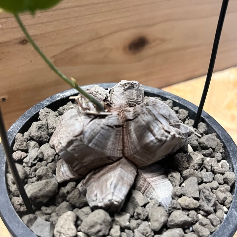 ディオスコレア エレファンティペス 亀甲竜 | GREEN LUCK