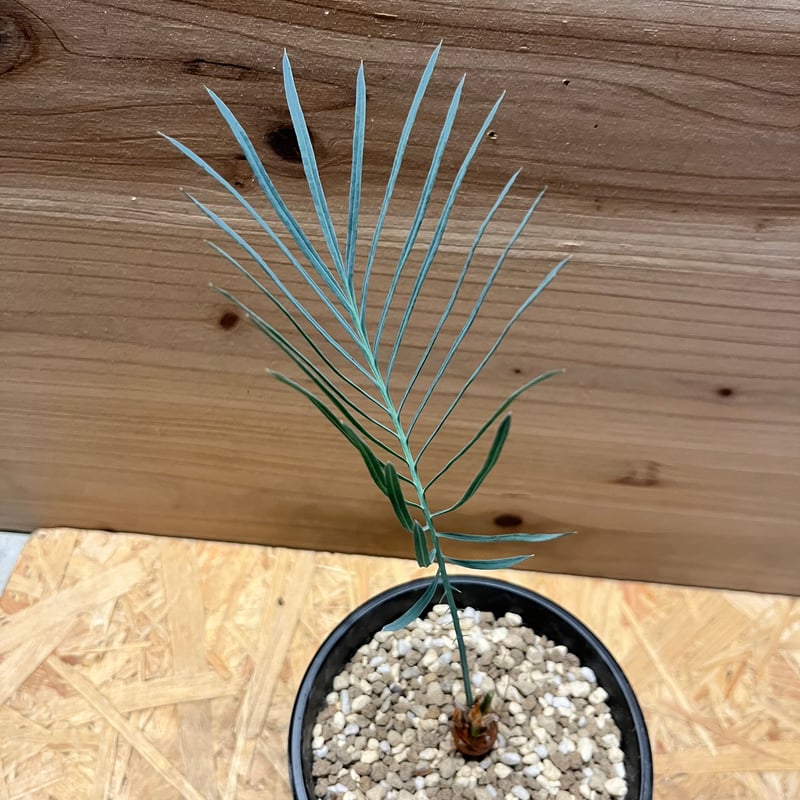 サイカス カイルンシアナ | GREEN LUCK