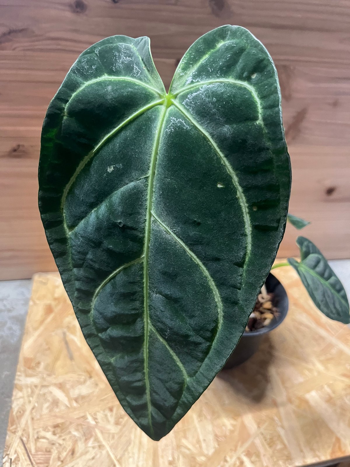 アンスリウム レガレ 葉長33cm アンスリウム レガレ 葉長33cm