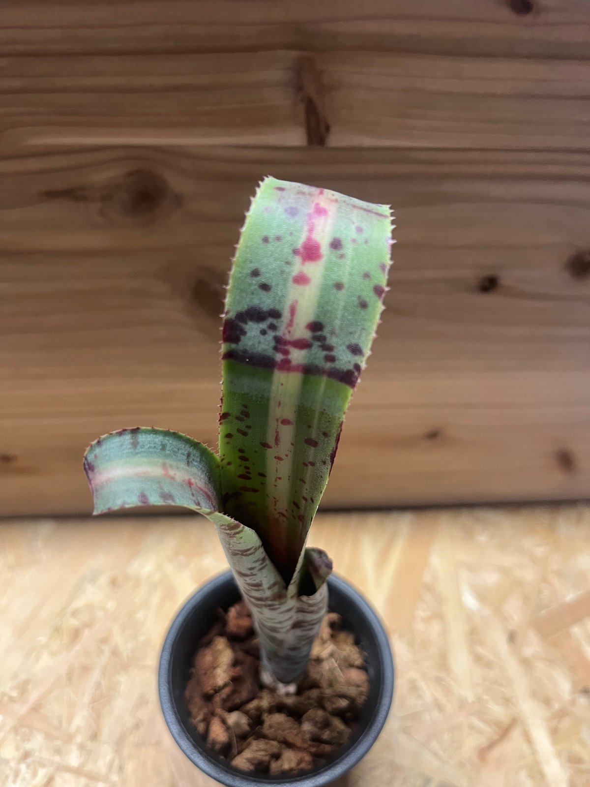 ケスネリア ラファエルオリベイラ | GREEN LUCK