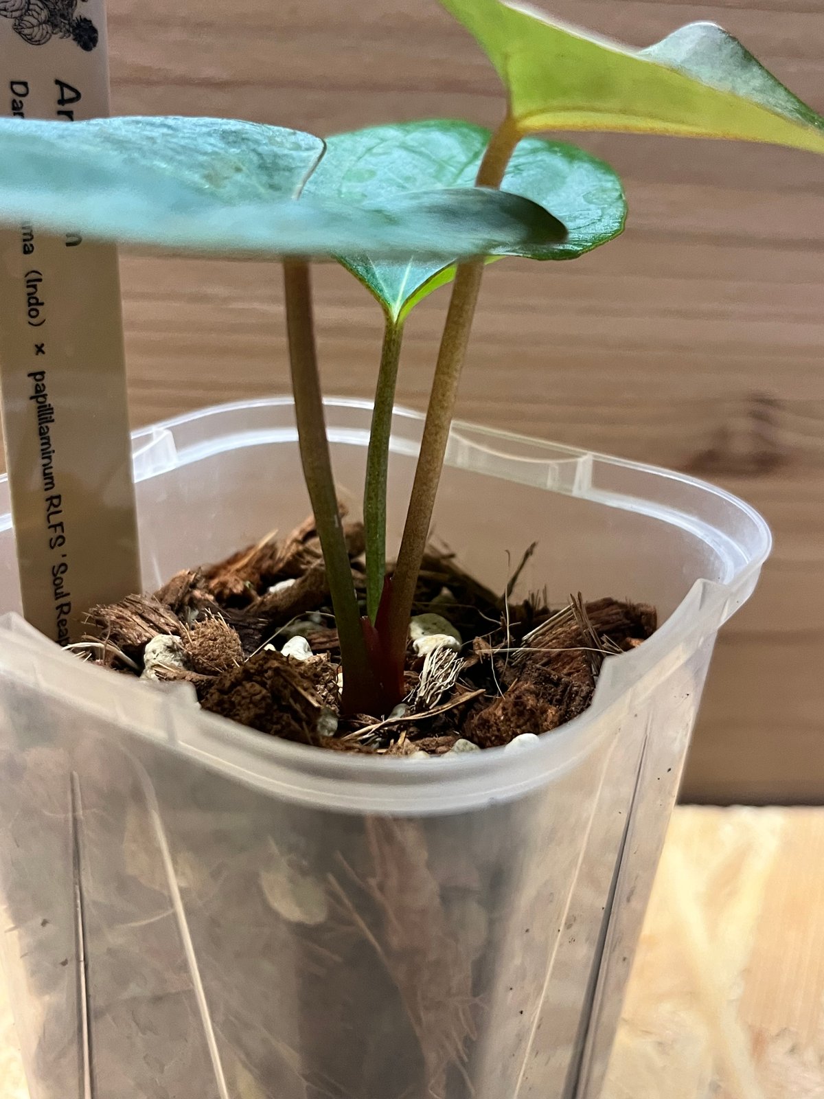 アンスリウム ダーケストパナマ×ソウルリーパー | GREEN LUCK