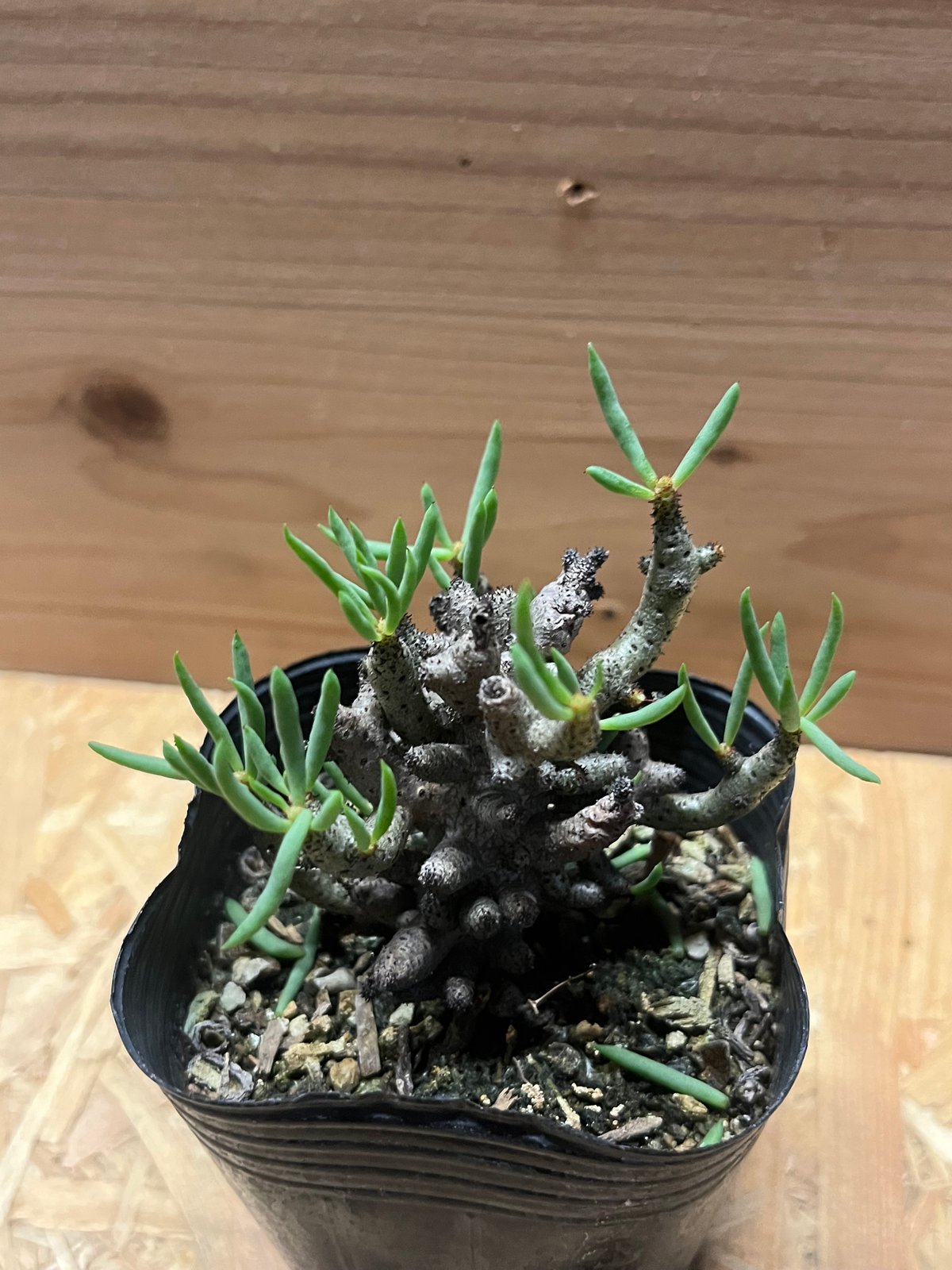 チレコドン ブッコルジアヌス | GREEN LUCK