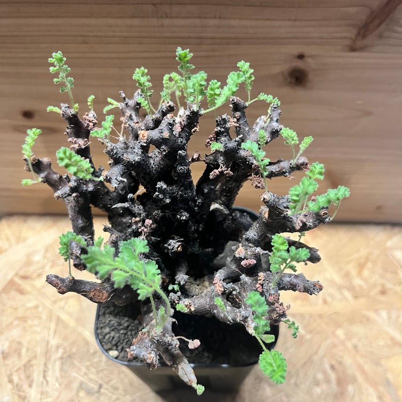 ペラルゴニウム アルテルナンス | GREEN LUCK