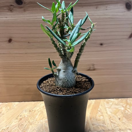 最終値下げ特価❗本日まで❗早いもの勝ち❗パキポディウム　グラキリス現地球　大株 激レア】 パキポディウム グラキリス 現地球 カーリング