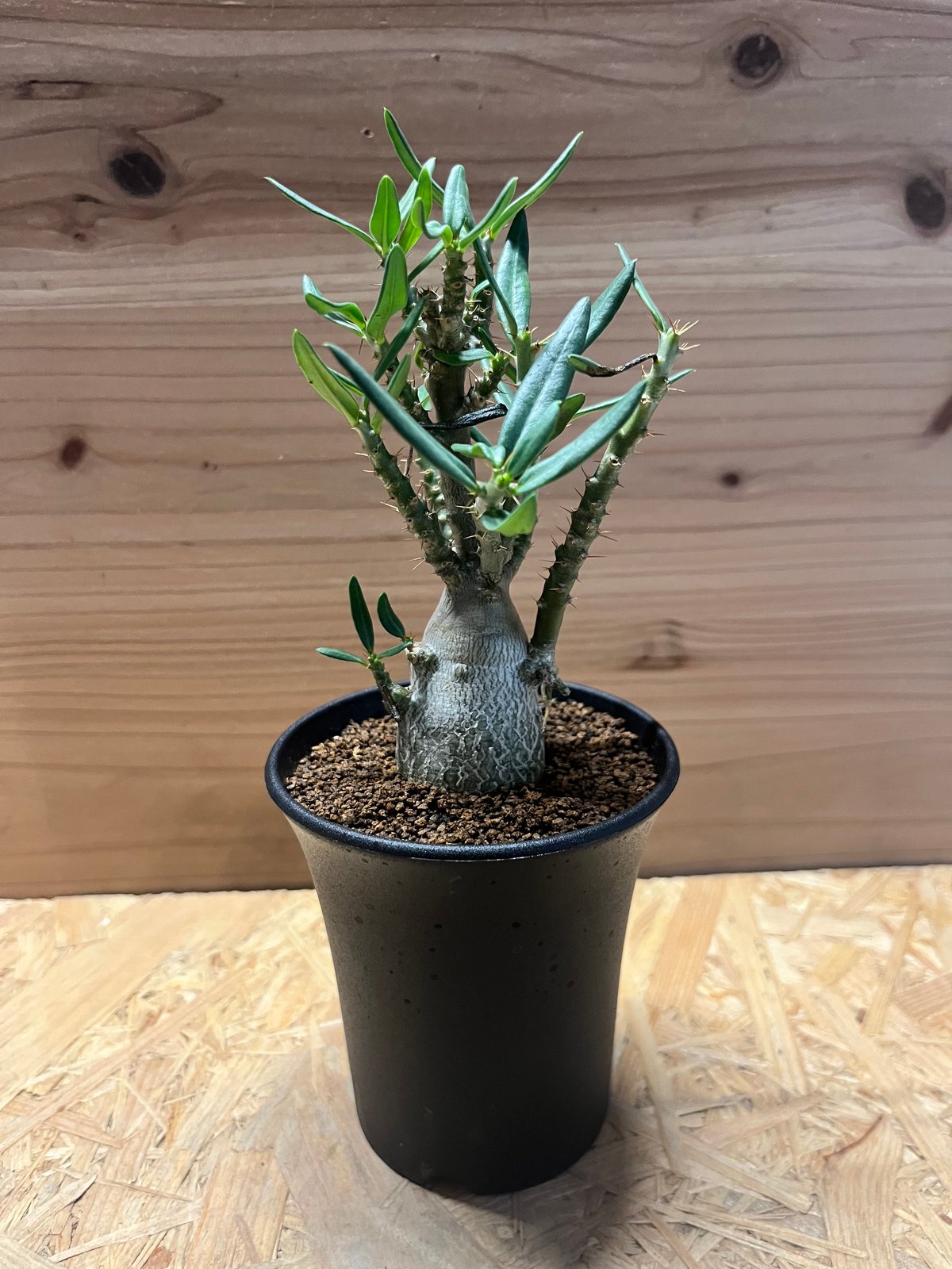 パキポディウム・ビスピノーサム パキポディウム ビスピノーサム | GREEN LUCK