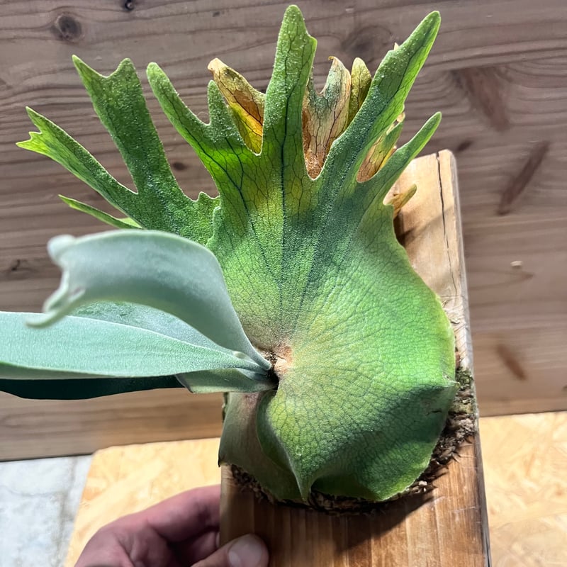 ビカクシダ ウィリンキー | GREEN LUCK