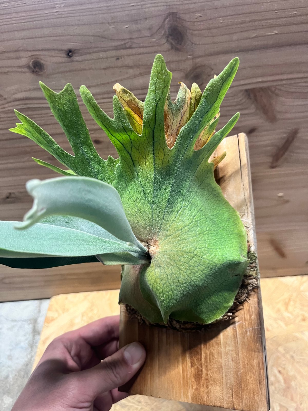 ビカクシダ ウィリンキー | GREEN LUCK