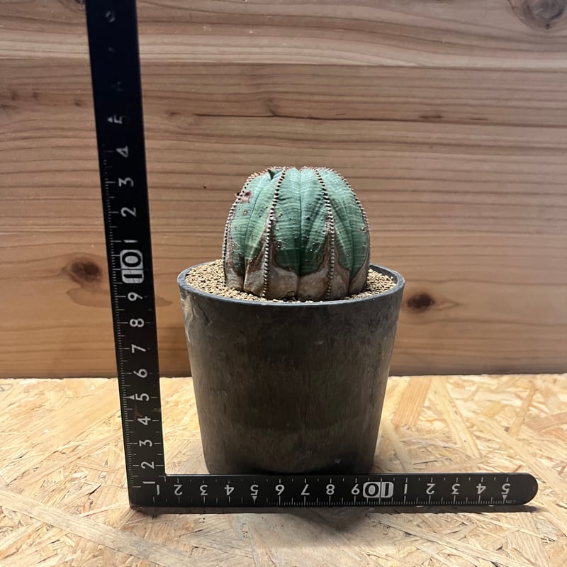 【高騰品種】4 ユーフォルビア オベサ ピッコロオールド 錦 極上斑 ユーフォルビア オールドオベサ | GREEN LUCK
