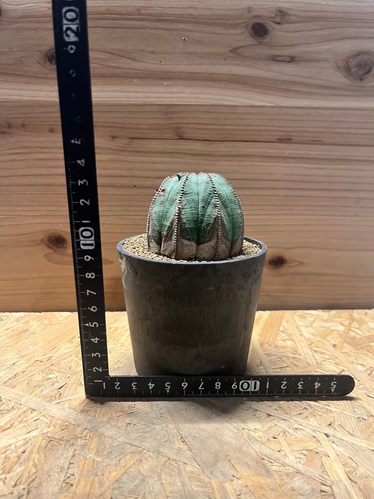 ユーフォルビア オールドオベサ | GREEN LUCK