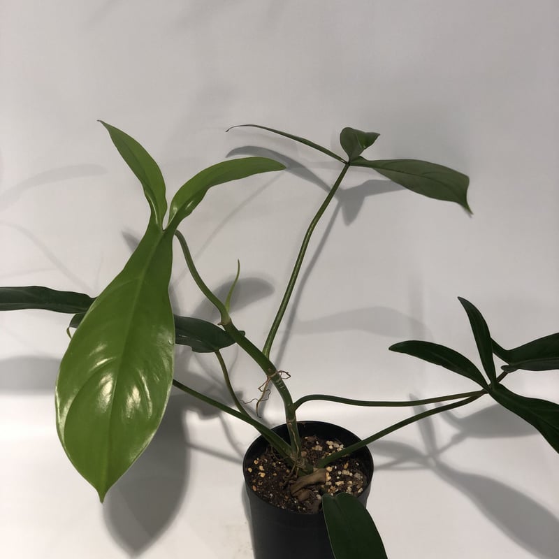 フィロデンドロン 69686 | GREEN LUCK