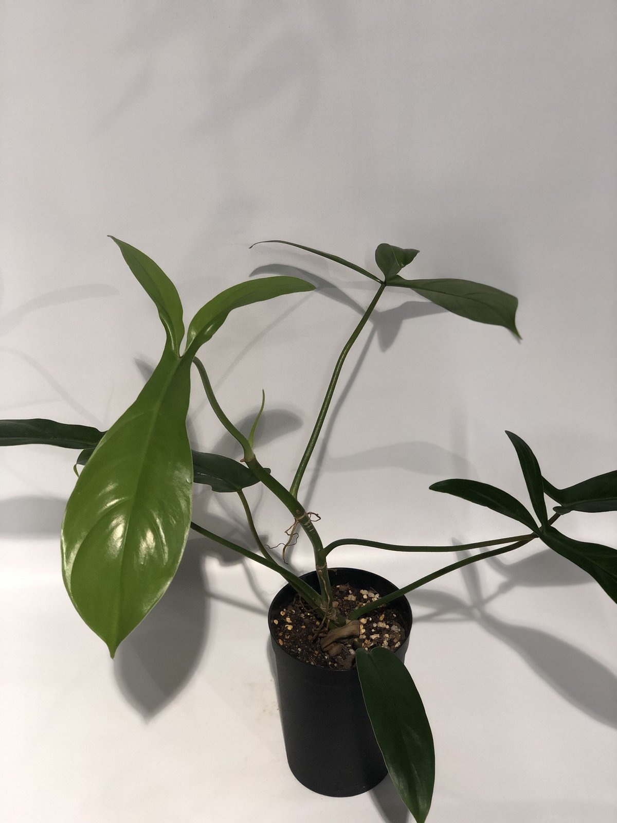 フィロデンドロン 69686 | GREEN LUCK