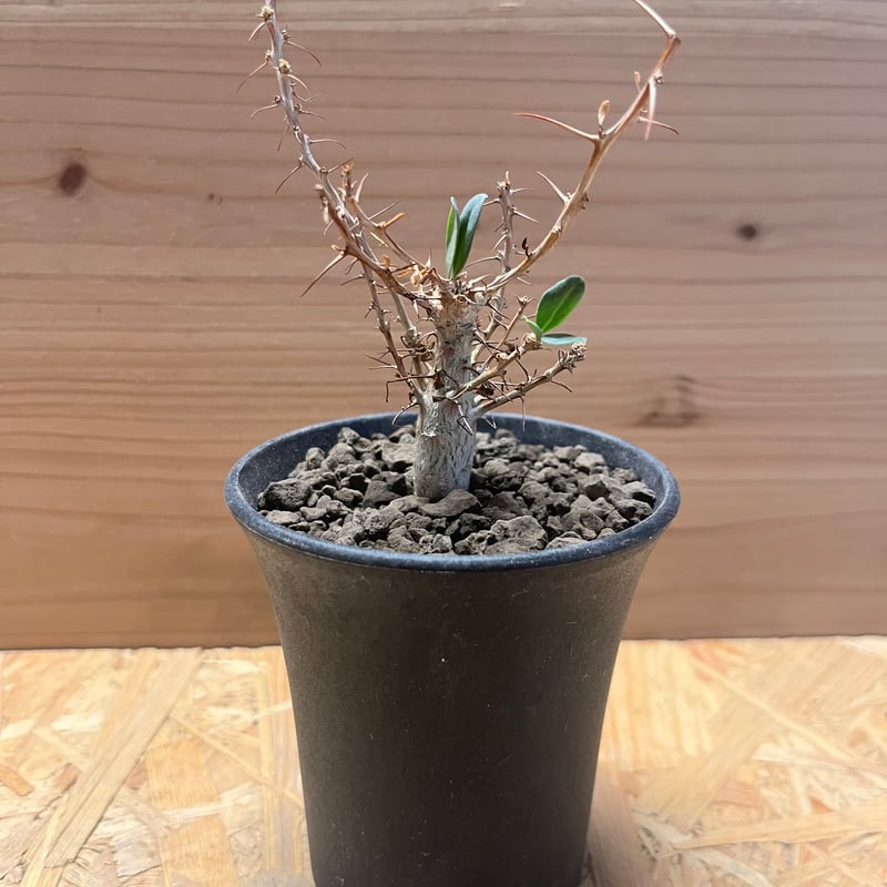 フォークイエリア コルムナリス 観峰玉 | GREEN LUCK