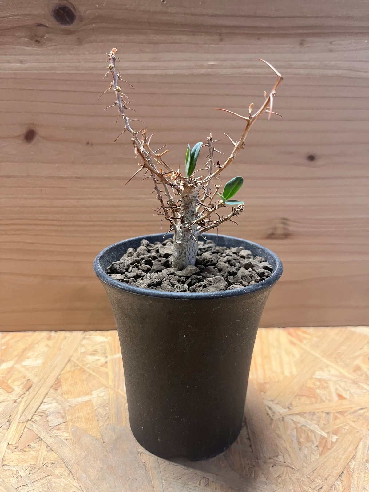 フォークイエリア コルムナリス 観峰玉 | GREEN LUCK