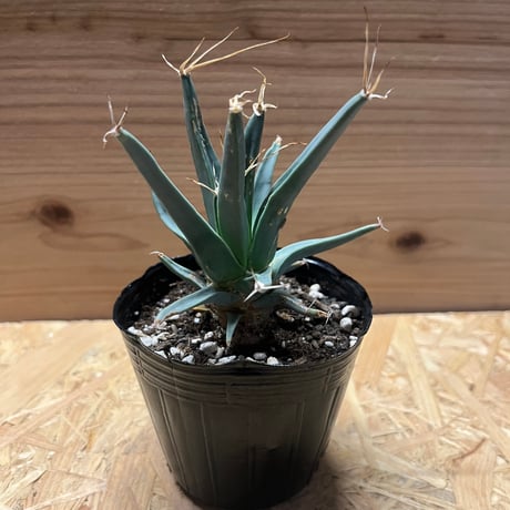 サボテン　晃山　 黒鉢 晃山 | STORES