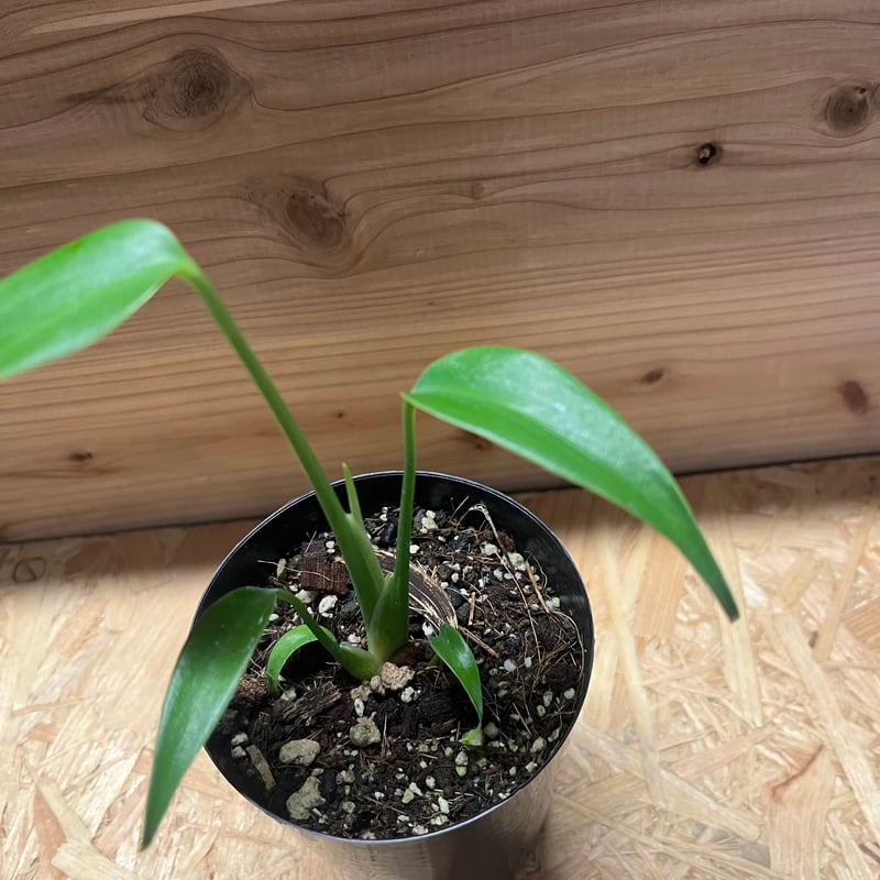 T*8様 モンステラデリシオーサバールマルクスフレームベアルート発根済美株 t*i様 モンステラデリシオーサバールマルクスフレームベアルート