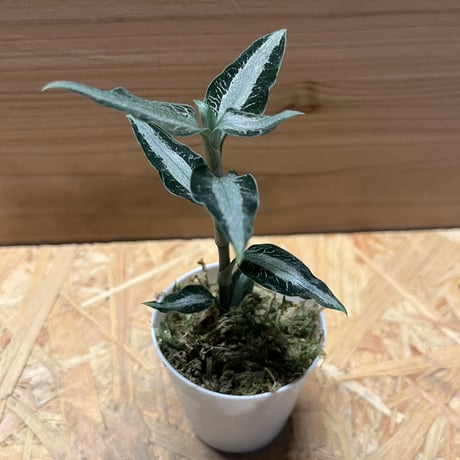 CATEGORY 観葉植物 | GREEN LUCK CATEGORY 観葉植物 | GREEN LUCK