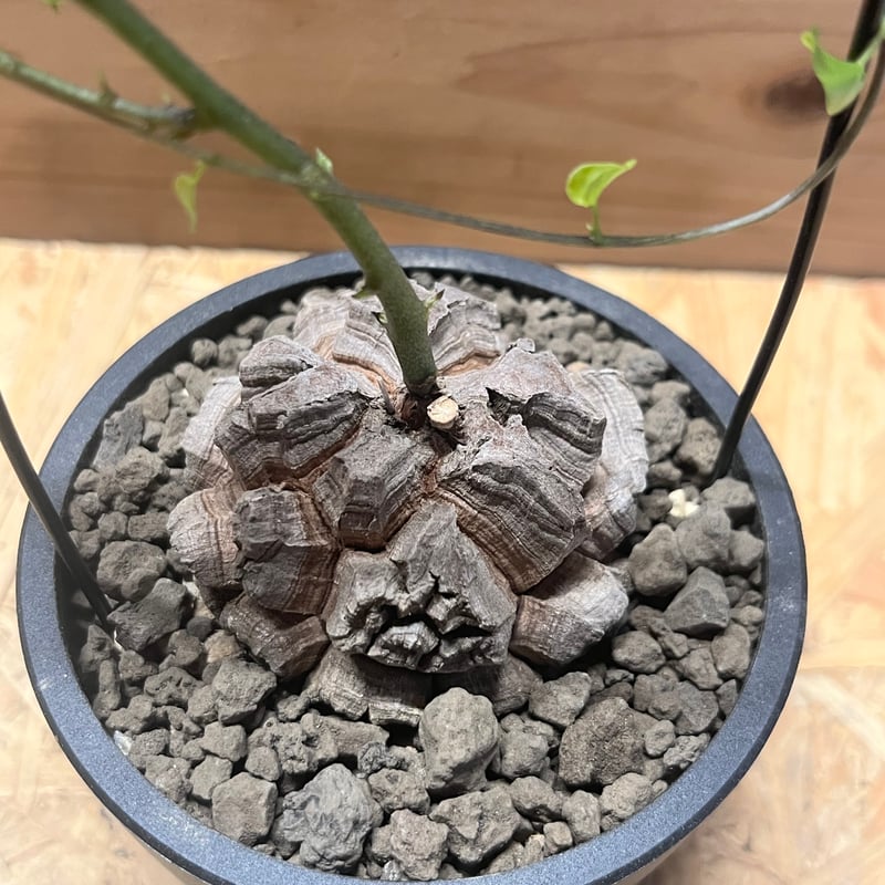 ディオスコレア エレファンティペス 亀甲竜 | GREEN LUCK