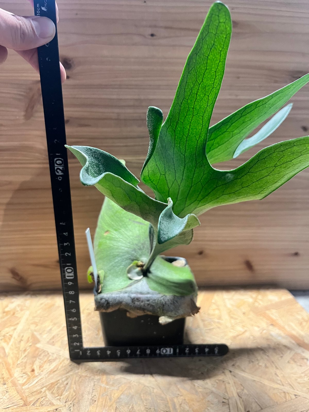 ビカクシダ ヒリー ドラゴン | GREEN LUCK