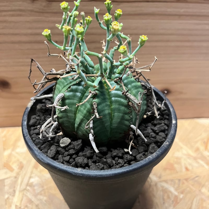 ユーフォルビア　バリダ　スーパーバリダ　valiem鉢付き ユーフォルビア バリダ スーパーバリダ valiem鉢付き - メルカリ